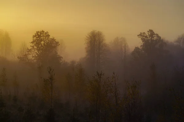 Mgła Żółte Kolory Mglisty Widok Las Jesienią Małe Choinki Brzozy — Zdjęcie stockowe