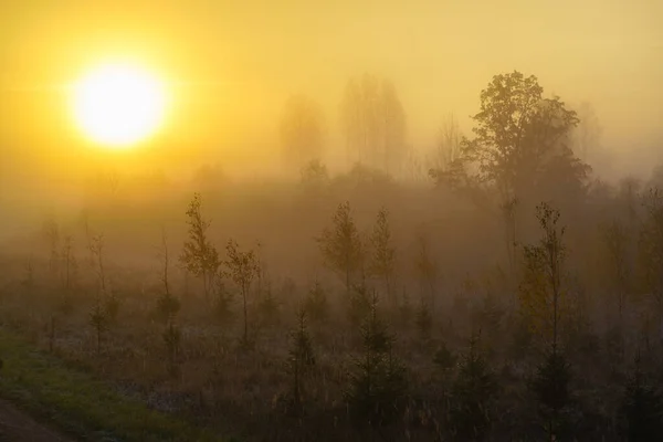 Brouillard Couleurs Jaunes Vue Brumeuse Sur Forêt Automne Petits Arbres — Photo