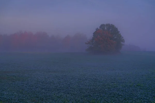 Nebliger Herbstmorgen Rapsfeld Mit Großer Eiche Und Wald Farbige Blätter — Stockfoto