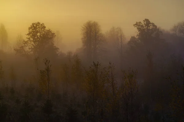 Niebla Colores Amarillos Vista Brumosa Del Bosque Otoño Pequeños Árboles — Foto de Stock