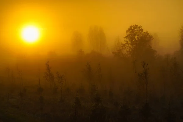 Brouillard Couleurs Jaunes Vue Brumeuse Sur Forêt Automne Petits Arbres — Photo