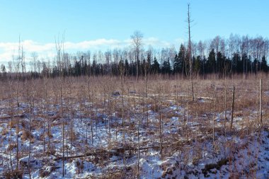 forest in winter, snow covered ground, new trees growing, forest care