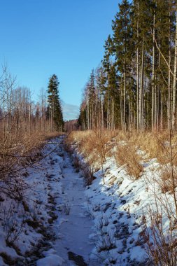 ditch in the forest, snow covered edges, frozen water below, ice, near big fir forest