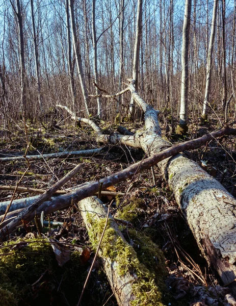 大大小小的树干掉进了已经长满了苔藓的森林里 部分至中段的重点 — 图库照片
