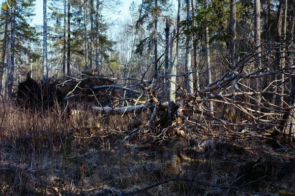 Floresta Vento Derrubou Uma Árvore Com Todas Suas Raízes — Fotografia de Stock