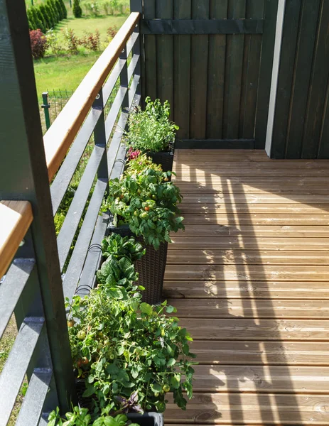 Domatesler terasta kutularda yetişir, biri kırmızı, diğeri yeşil, çiçekler ve diğer yeşiller de büyür.