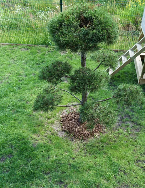 Pine Garden Specially Trimmed Shaped Branches Have Bouquets Ends — Stock Photo, Image