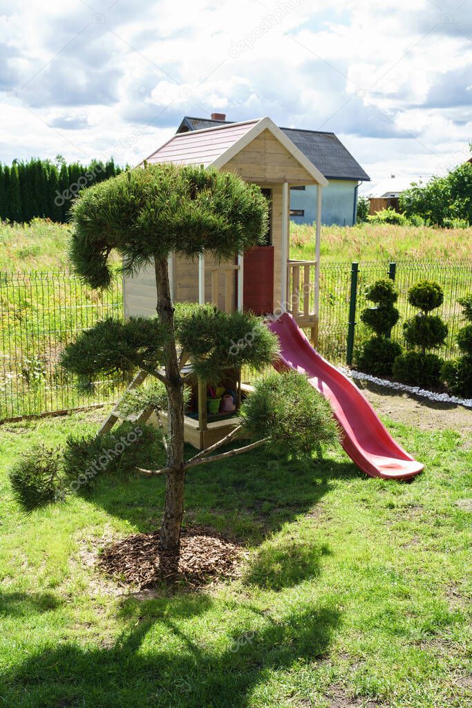 the pine in the garden is specially trimmed and shaped, the branches have bouquets at the ends