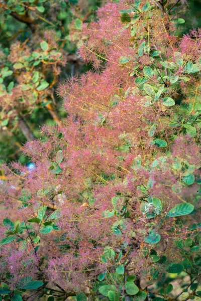 Wig-tree (Cotinus coggygria Scop.) with pink hairs ; highlighted by light and sharpness