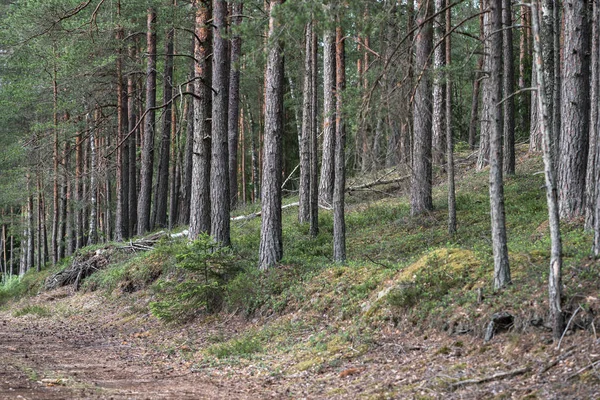 Yol kenarındaki çam ormanı manzarası, küçük bir köknar ağacı ve dal yığınına odaklanma ve keskinlik