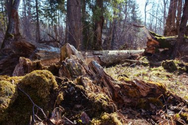 An old, dry, mossy stump in the forest. A blurred background with two lying, crumbling trunks. Partial focus and sharpness.