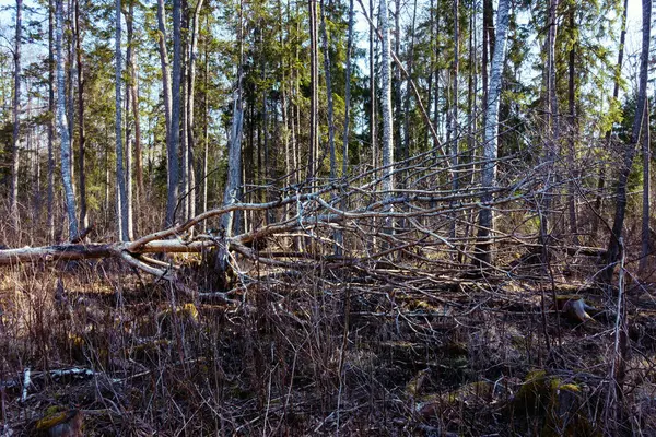 Після Шторму Дерево Впало Ліс Тварини Відрізали Всю Корою Багажнику — стокове фото