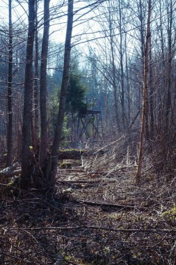 Bir köknar ağacının yakınındaki av kulesine giden kestirme bir yol.