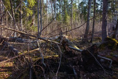 Ormana düşen ağaçlar, kurumuş dallar, birbiri üzerine haçlar, geçemezler, rüzgar eser.