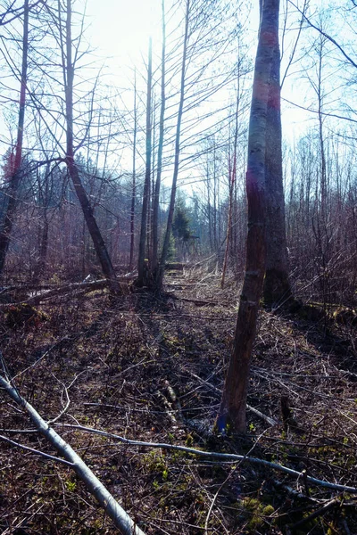 Passage Cut Forest Hunting Tower Distance Fir Tree — Stock Photo, Image