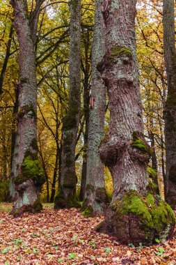 Parkta renkli sonbahar mevsimi, altında ilginç bir gövde oluşumu olan büyük ağaç gövdeleri, bazı yerlerde büyüyen yosun; belirli alanlarda odak ve keskinlik