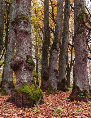 Parkta renkli sonbahar mevsimi, altında ilginç bir gövde oluşumu olan büyük ağaç gövdeleri, bazı yerlerde büyüyen yosun; belirli alanlarda odak ve keskinlik
