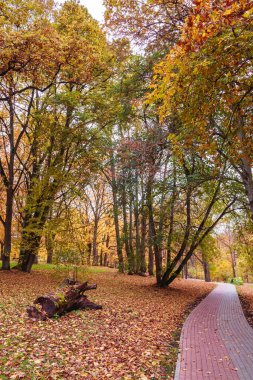 Parkta renkli bir sonbahar vardır, tüm ağaçların muhteşem yaprakları vardır ve birçoğu yere düşmüştür, parkın içinden asfalt bir yol geçer; odak ve keskinlik bireysel alanlarda.