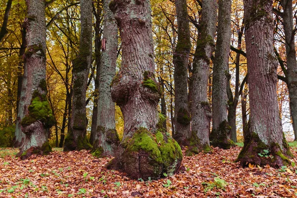 Parkta renkli sonbahar mevsimi, altında ilginç bir gövde oluşumu olan büyük ağaç gövdeleri, bazı yerlerde büyüyen yosun; belirli alanlarda odak ve keskinlik