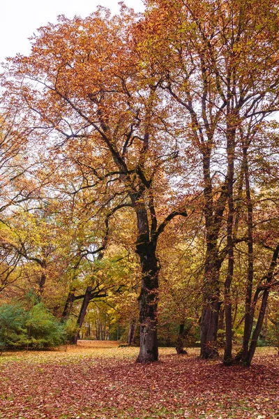 Färgglada Hösten Parken Alla Träd Har Vackra Blad Och Många — Stockfoto