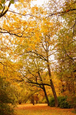 Parkta renkli bir sonbahar vardır, tüm ağaçların muhteşem yaprakları vardır ve birçoğu yere düşer, odaklanır ve keskinleşir..