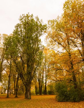 Parkta renkli bir sonbahar vardır, tüm ağaçların muhteşem yaprakları vardır ve birçoğu yere düşer, odaklanır ve keskinleşir..