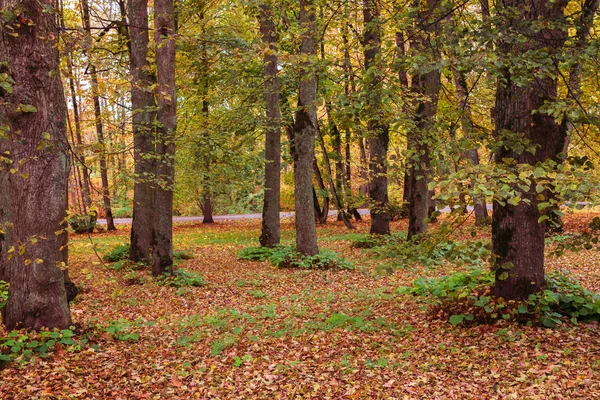 Πολύχρωμο Φθινόπωρο Είναι Στο Πάρκο Μεγάλα Κορμούς Δέντρων Ενδιαφέρον Σχηματισμό — Φωτογραφία Αρχείου
