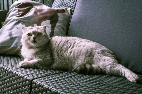 Gato Dobrável Escocês Fofo Deitado Uma Cadeira Terraço Casa — Fotografia de Stock