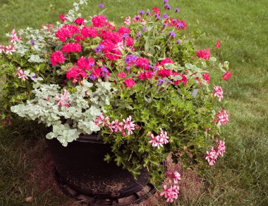 Yazın, dekor olarak çimen, ekilmiş bitkiler ve pembe, kırmızı ve mor çiçeklerle dolu siyah bir çömlektir.