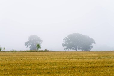 Kırsal alan, sisli uzak ağaçların manzarası, öndeki açık kahverengi alan.