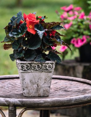 Eski yuvarlak bir masanın üstünde begonyalı kırmızı çiçekli beyaz bir antika saksı var.