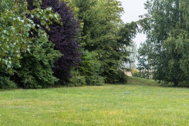 Diğer yeşil ağaçların ortasında koyu mor bir çalı ön planda boş çayır olan bahçe manzarası.