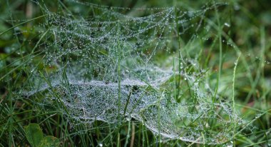 Çiy damlalarıyla dolu örümcek ağı, çimlere yakın çekim, odaklanma ve keskinlik bazı bölgelerde