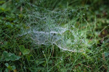 Çiy damlalarıyla dolu örümcek ağı, çimlere yakın çekim, odaklanma ve keskinlik bazı bölgelerde