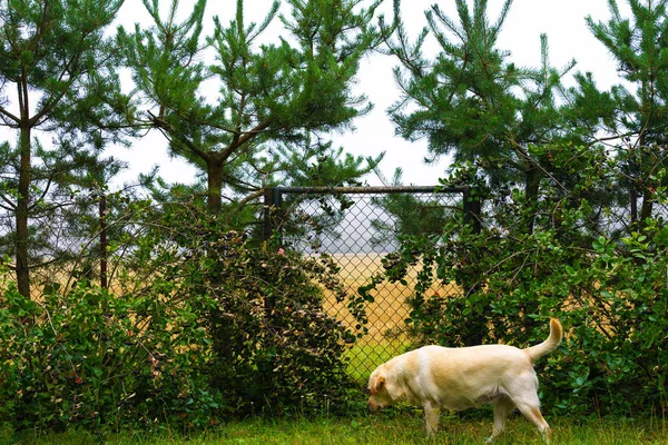 Zlatý Labrador Retrívr Stojící Zahradě Brány Keři Keřů Obou Stranách — Stock fotografie