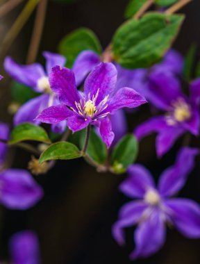 Mor çiçekli çiçekler, bulanık arkaplan, koyu yeşil, odak ve keskinlik bir çiçekte.