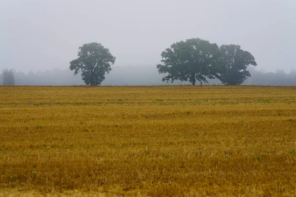 Krajobraz Wiejski Widok Odległych Drzew Mgle Jasnobrązowe Pole Przed — Zdjęcie stockowe