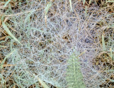 Çiy damlalarıyla dolu örümcek ağı. Soyut arkaplan. İnce su damlacıkları