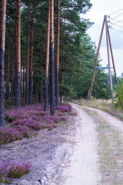 Çam ormanlarında, fundalık yol kenarında mor renkte çiçek açar.