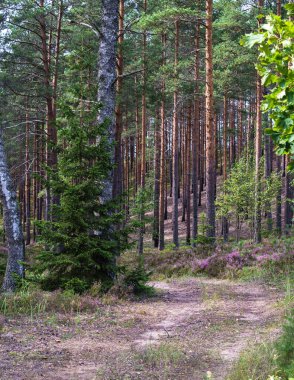 Orman yolu çam ormanından geçiyor, patikanın yanında bir Noel ağacı var ve fundalık çiçek açıyor.