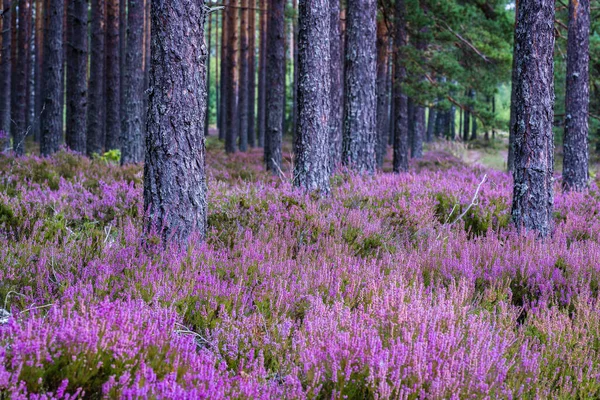 Purpurowy Kwiat Eurazjatycki Wrzosowisko Które Rośnie Obficie Lasach Sosnowych Dzikich — Zdjęcie stockowe