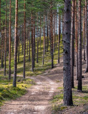 Letonya çam ormanının manzarası, koni ve iğnelerle dolu kumlu patika, her yerde ağaç gövdeleri