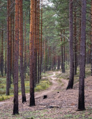 Letonya çam ormanının manzarası, koni ve iğnelerle dolu kumlu patika, her yerde ağaç gövdeleri