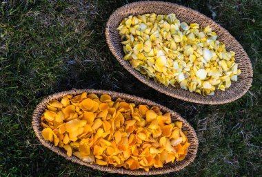 Çimenlikte, iki örülmüş oval kase dolusu koyu sarı ve açık sarı gül yaprakları mandala düzeni için.