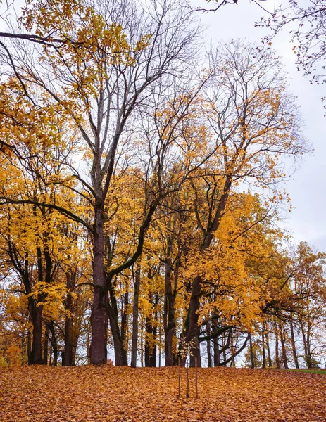 Φθινοπωρινό Τοπίο Του Πάρκου Που Περιβάλλεται Από Κίτρινα Καφέ Φύλλα — Φωτογραφία Αρχείου