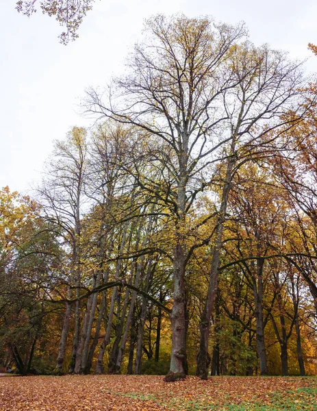 노란색 잎사귀로 둘러싸인 공원의 풍경을 나무들은 부분적으로 — 스톡 사진