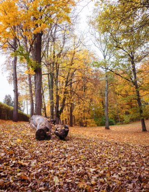 Bir sonbahar günü park et, yerde yaşlı bir ağaç gövdesi, sarı yapraklı, arkasında büyük ağaçlar olan bir arazi.