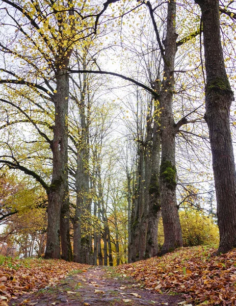 가을에 가로수 나무들의 골목길을 지나고 떨어졌습니다 — 스톡 사진