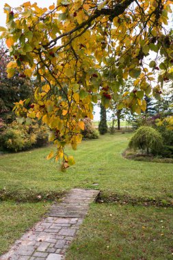 # Sonbahar bahçesinde sarı yapraklı ve kırmızı meyveli şahin dikeni dalları # Keskinlik odaklı