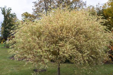 Salix Integra Hakuro Nishiki, bahçede yetişen çalı süslemeli söğüt, yüksek bir gövdeye aşılanmış.